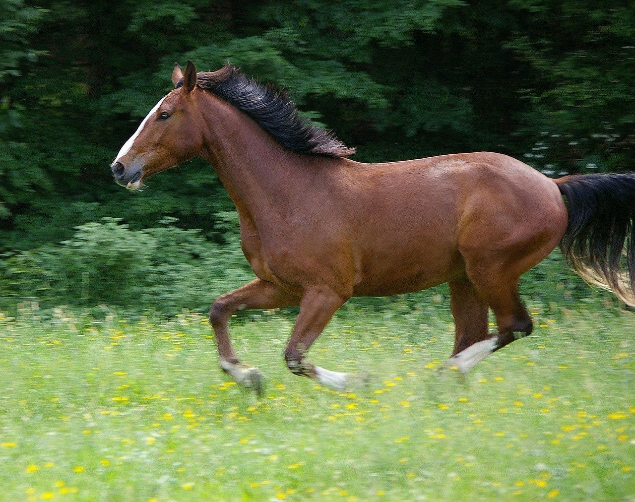 horse galloping