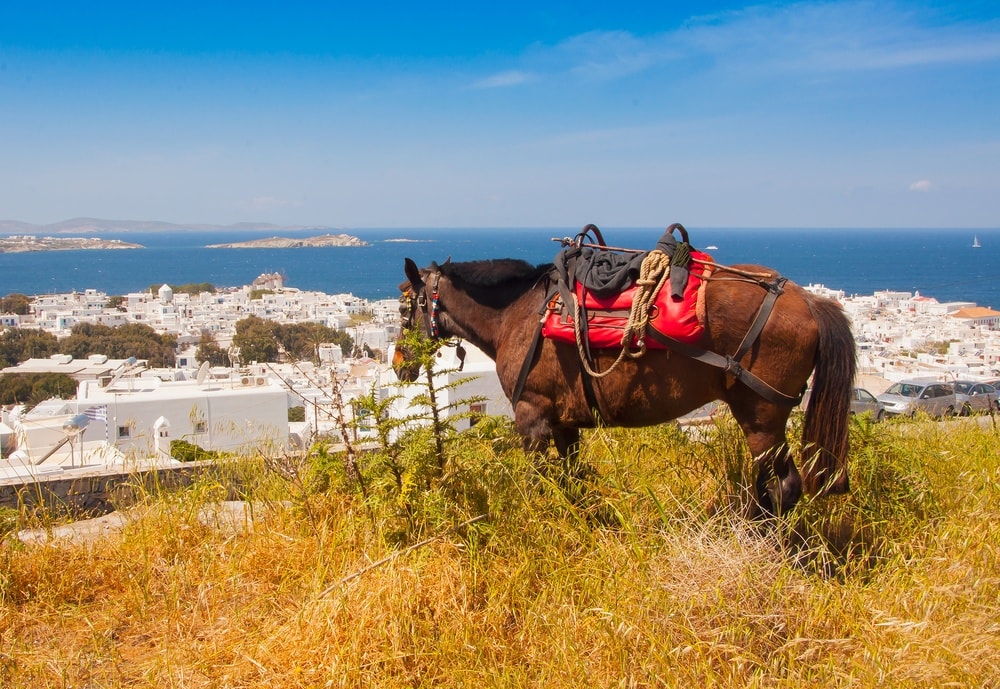 Horse grazing in greece