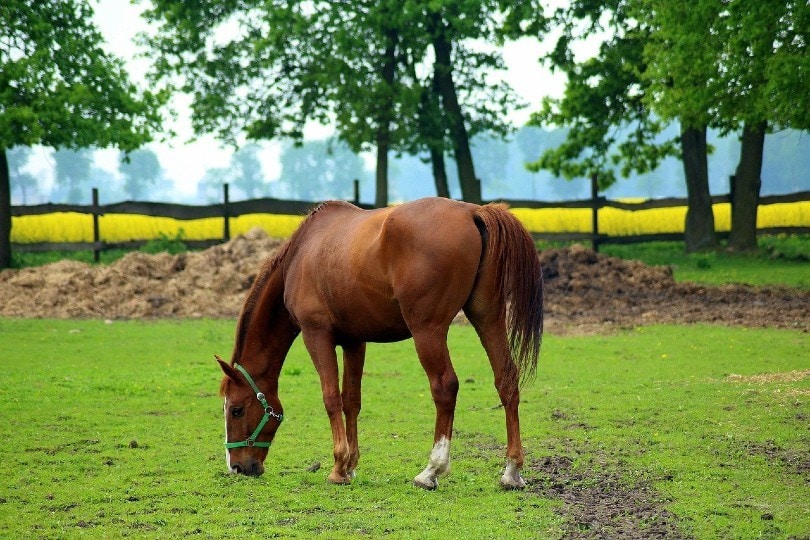 horse in the lawn