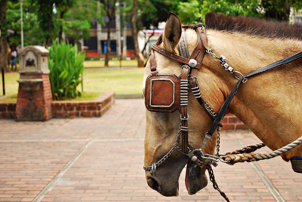 horse in the park with eye cover