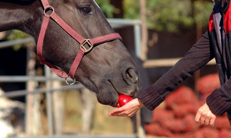 horse-is-eatting-apple_pirita_shutterstock