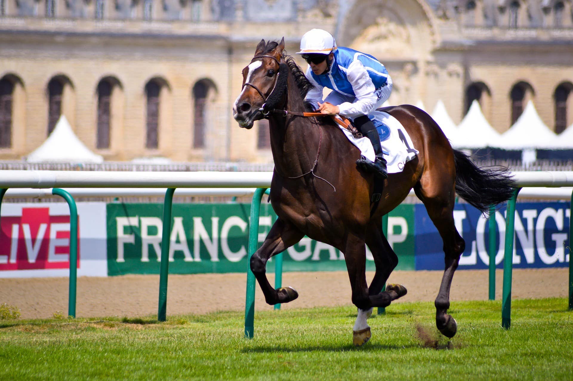 horse jockey