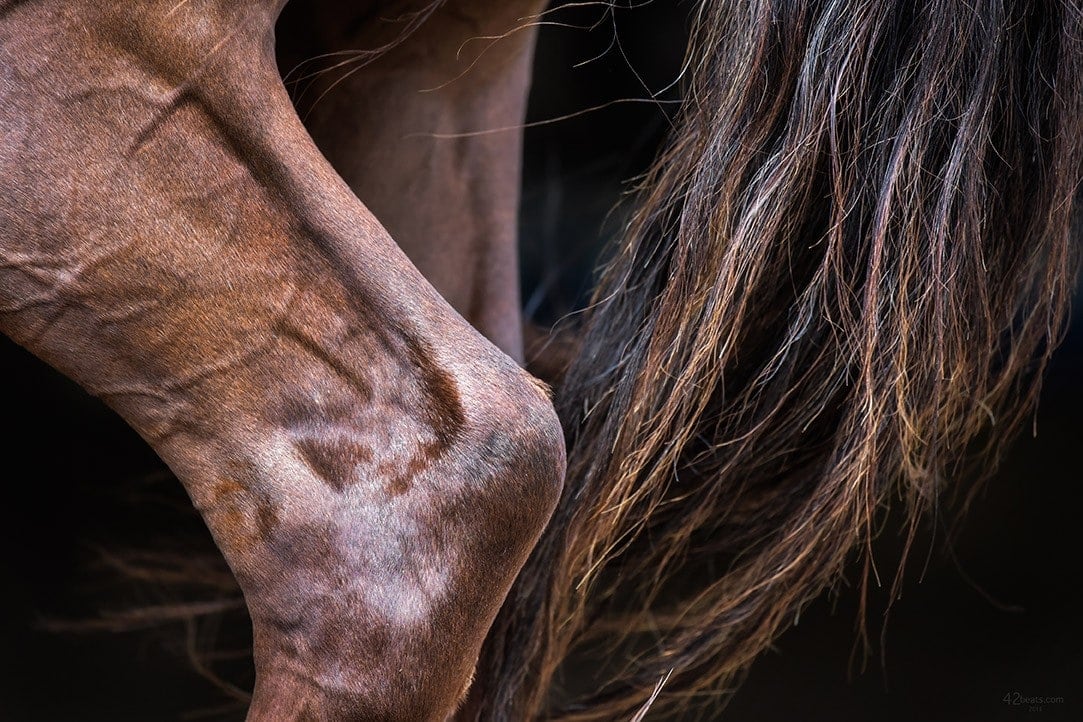 horse knee close up