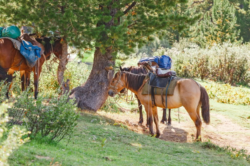 horse load