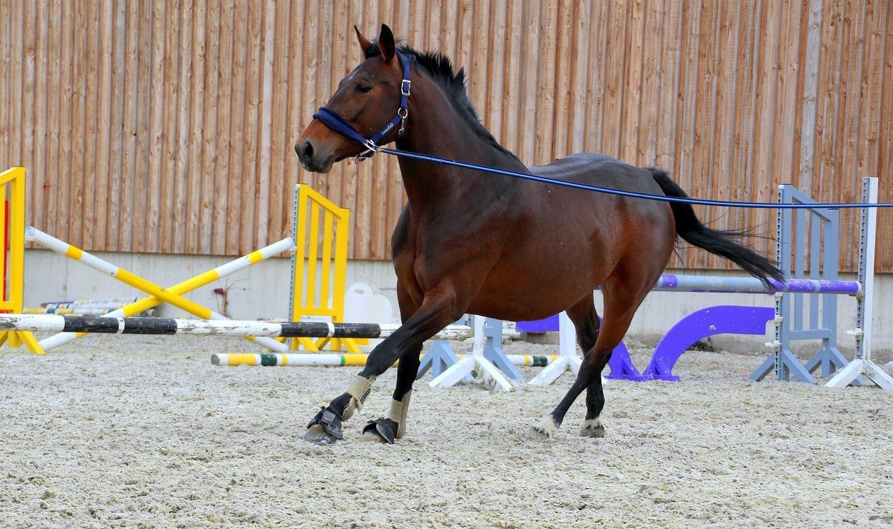 horse lunging