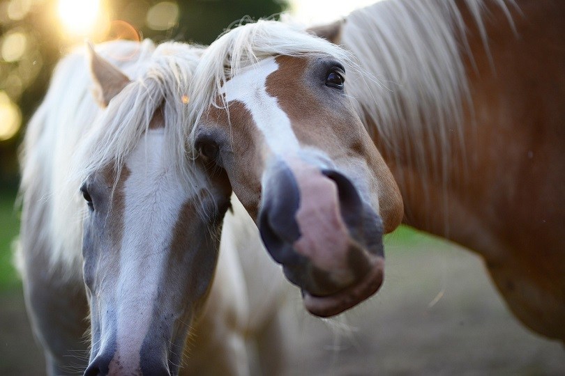 horse-mane-pixabay