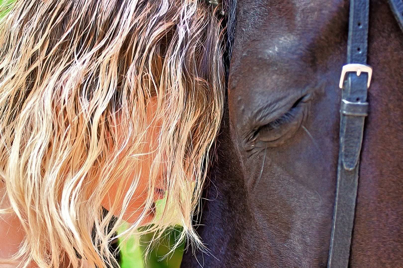 horse-mane-pixabay2
