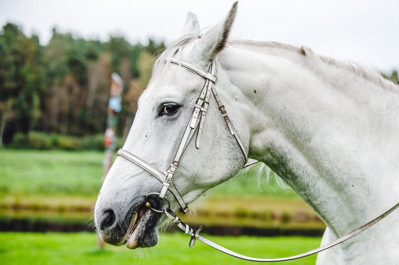horse mouth