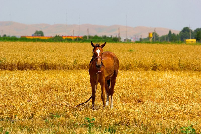 horse on a hayfield