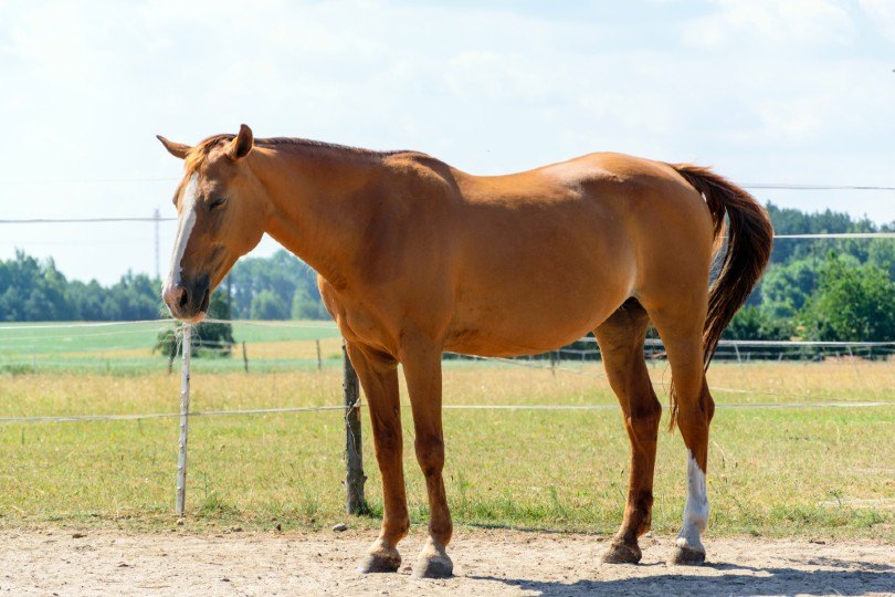 horse on field