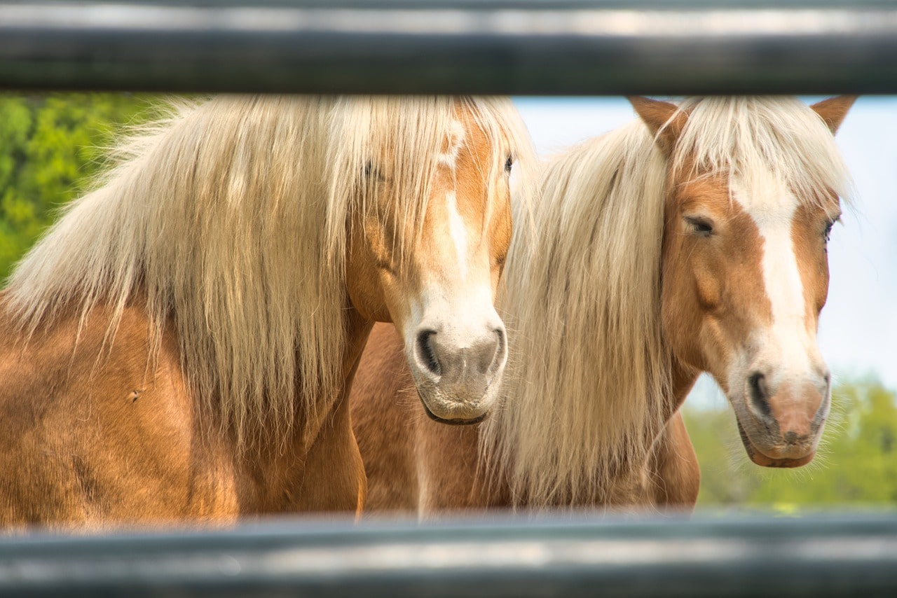 horse pipe fencing