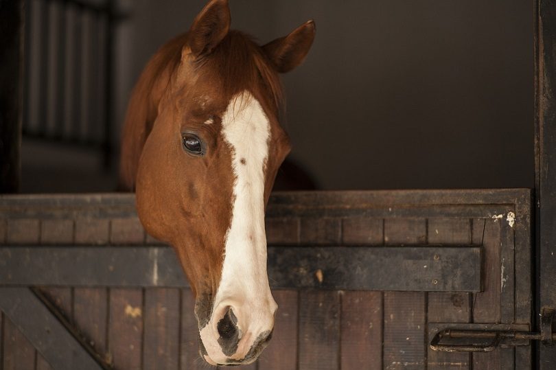 horse-pixabay