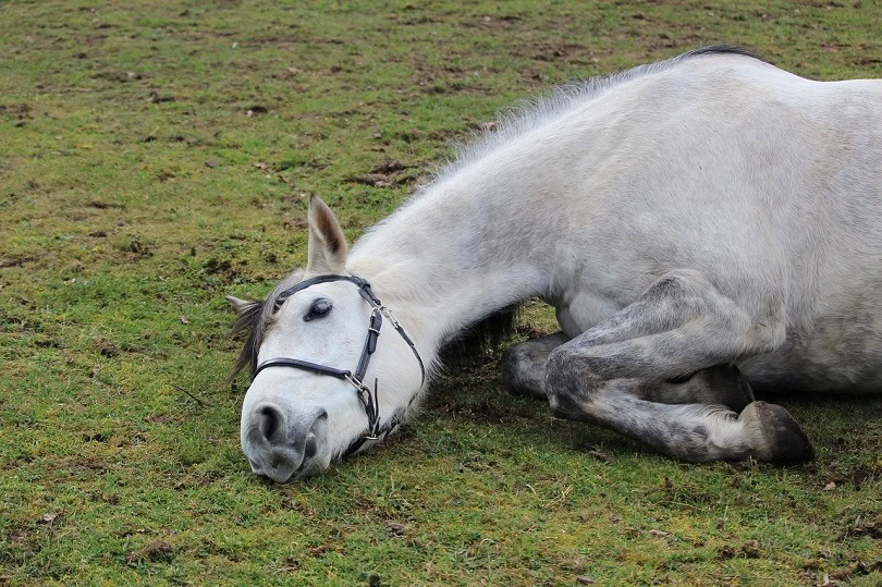 horse-pixabay3
