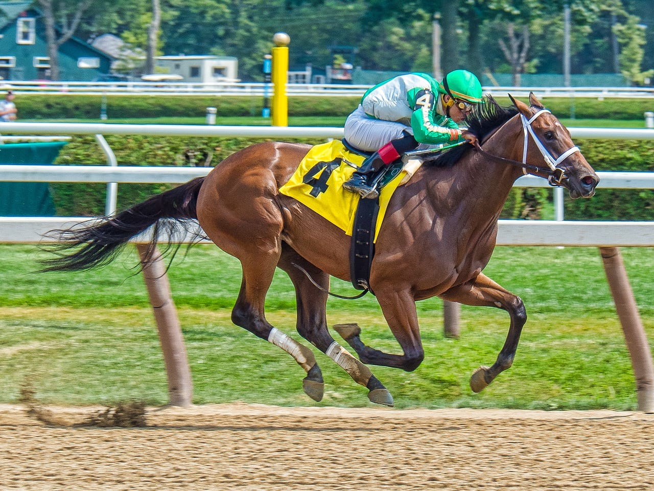 horse race