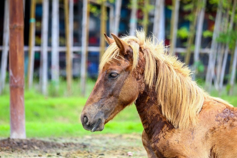 horse rain rot