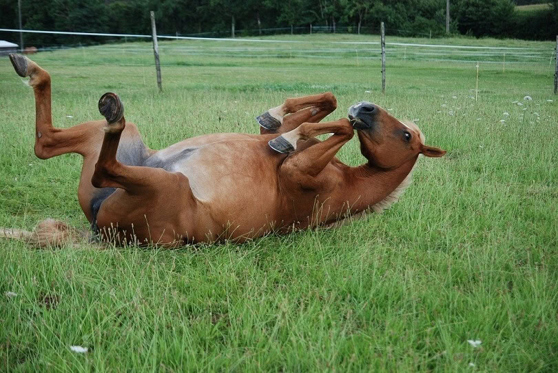 horse-roll-pixabay