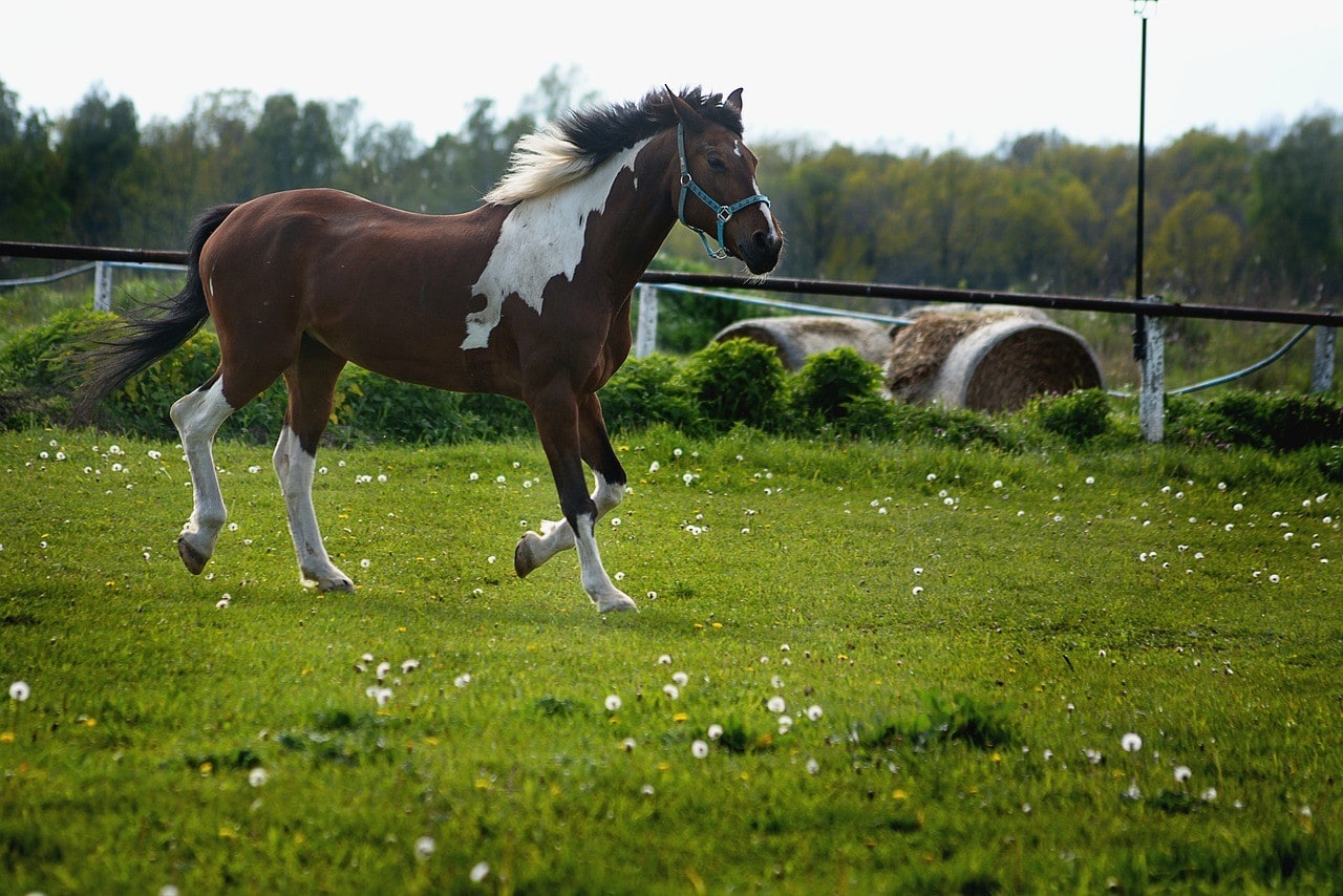 horse running walk