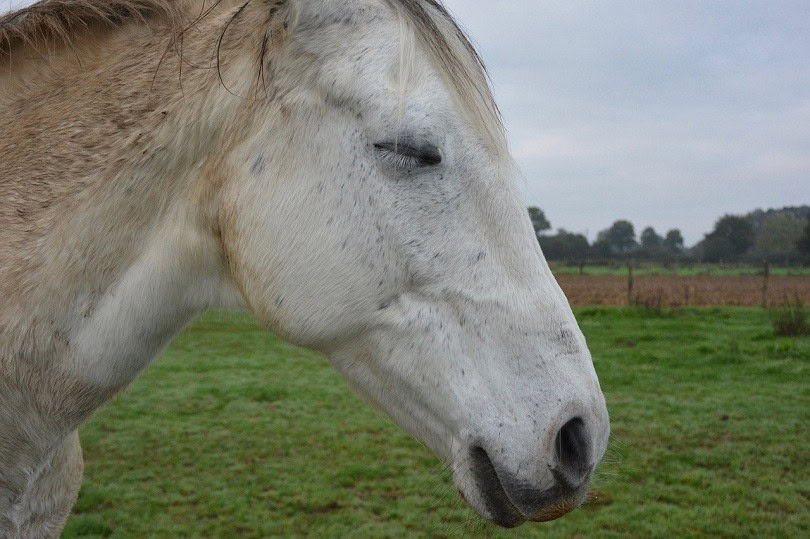 horse-sleep-pixabay