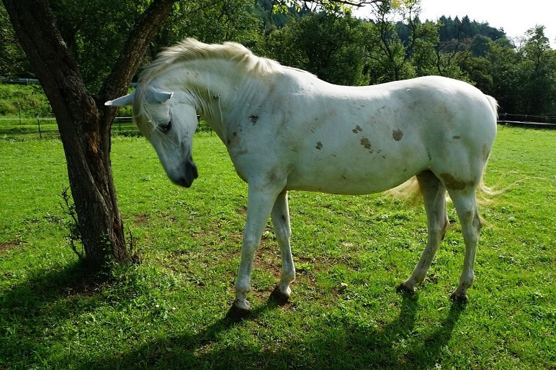 horse sleeping