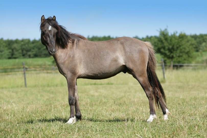 horse standing