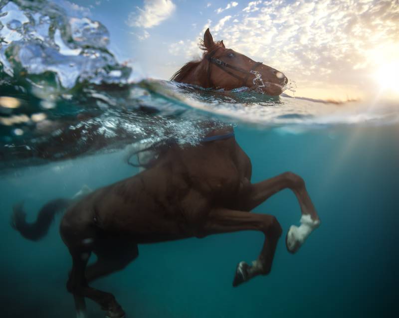 horse swimming in sea