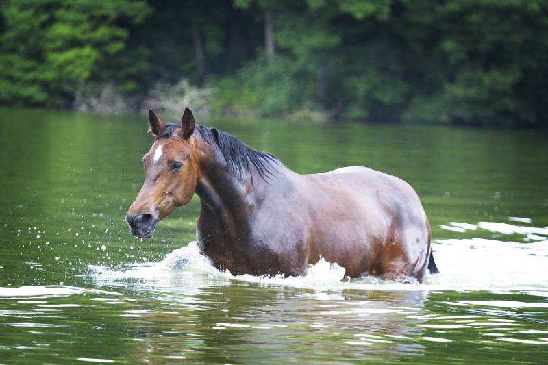 horse swims in water lake