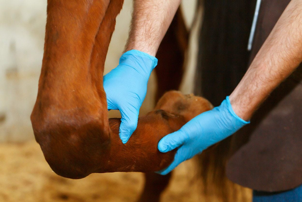 horse therapy