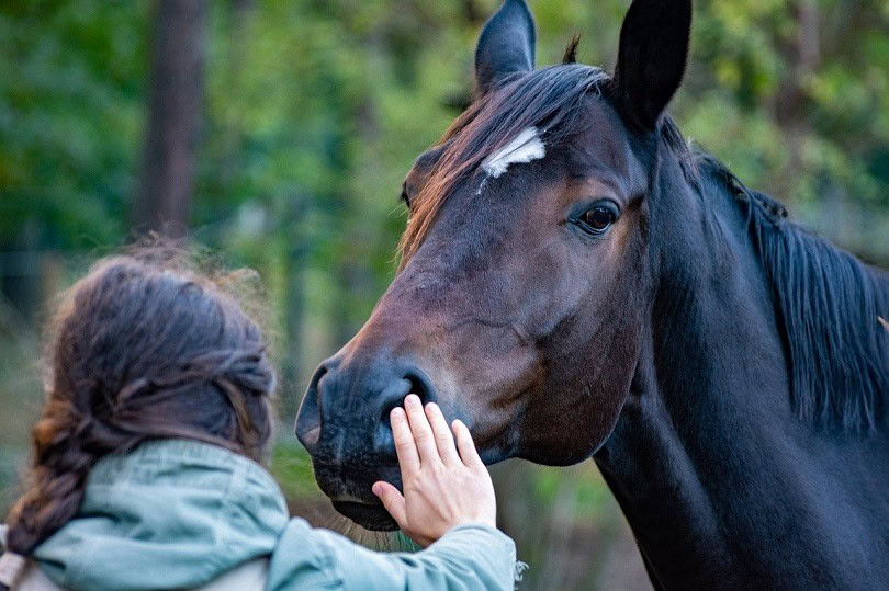 horse-wal_172619-pixabay