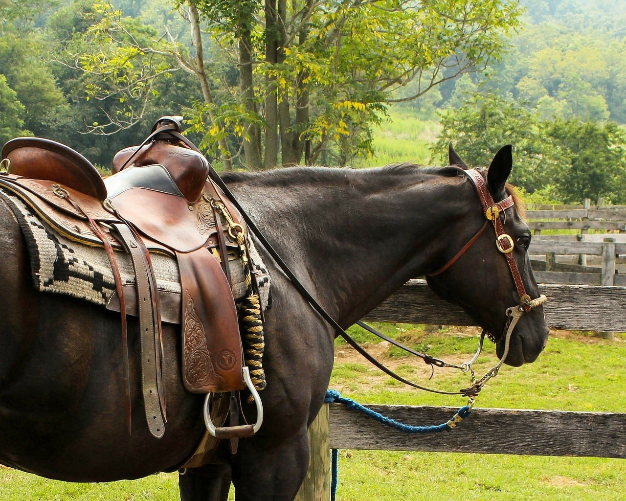 horse with western saddle