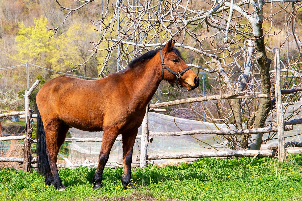 horse wooden fence
