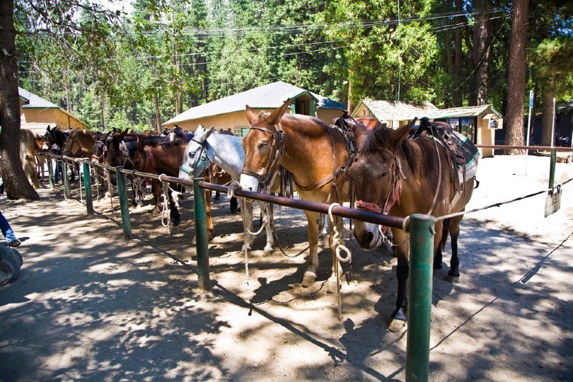 horses for excursions