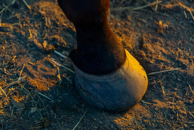 horse's hoof with crack