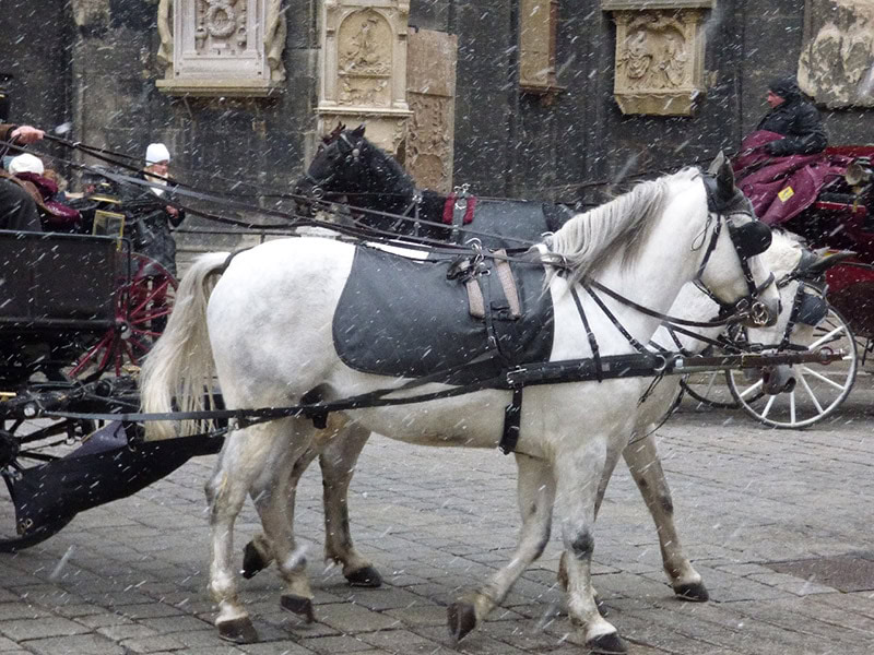 horses in the street