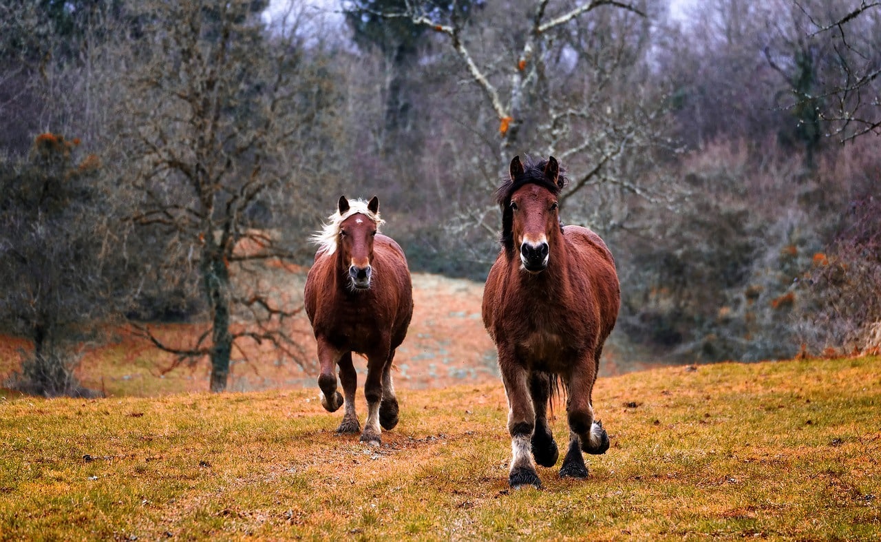 horses running