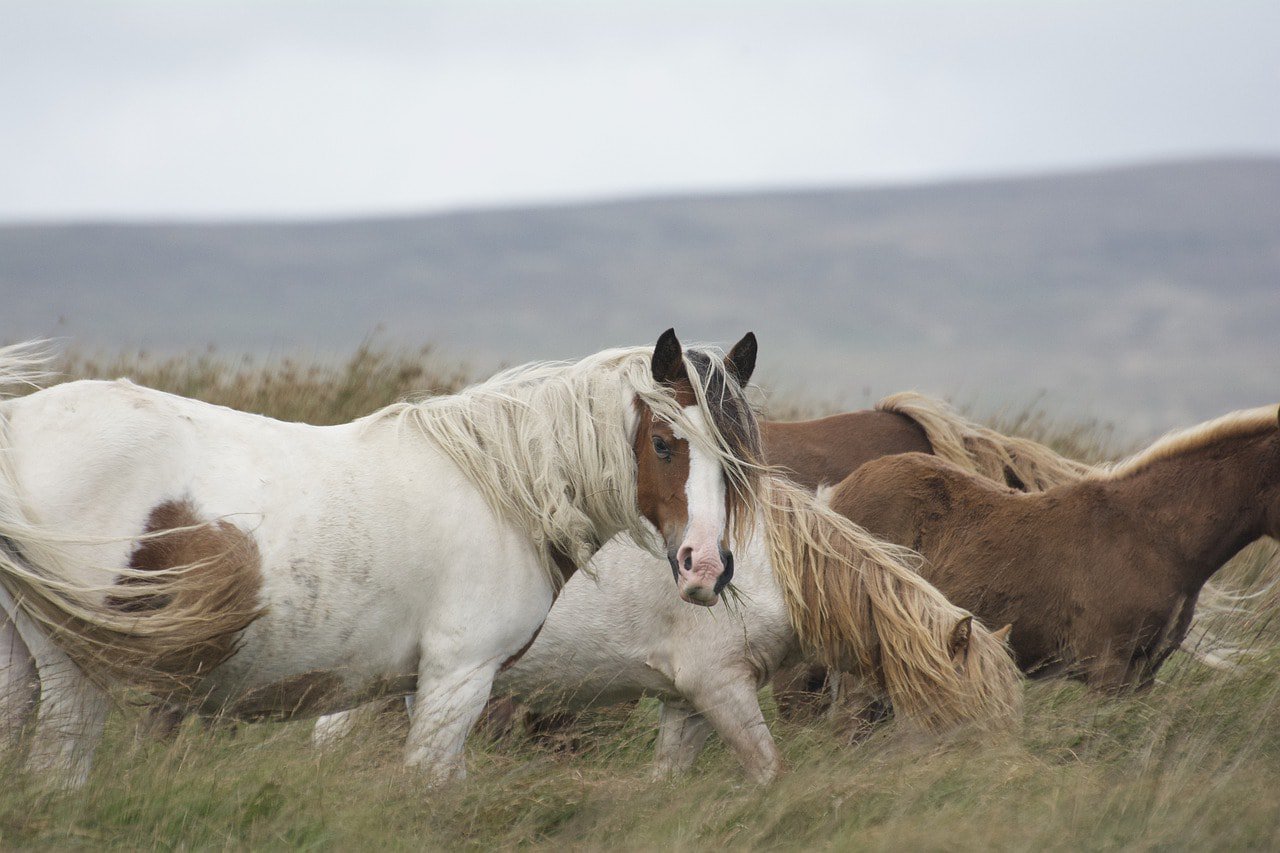 horses