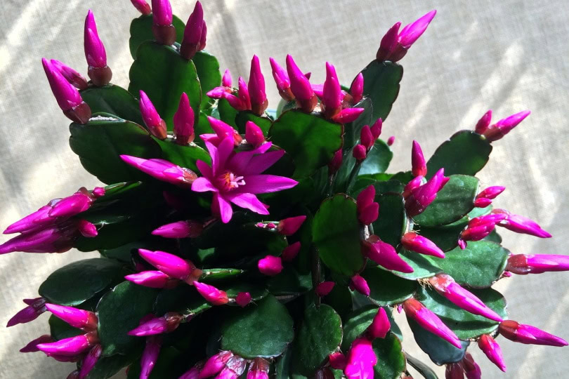 hristmas cactus in bloom