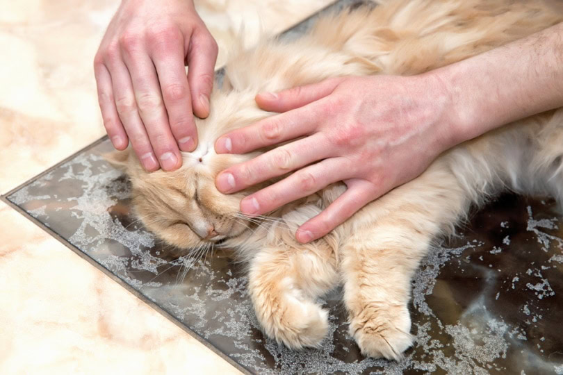 human removing ticks from a cat