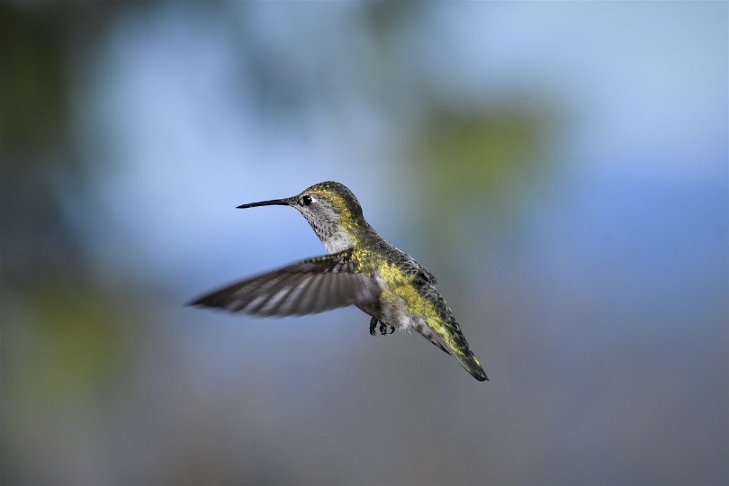 hummingbird flying