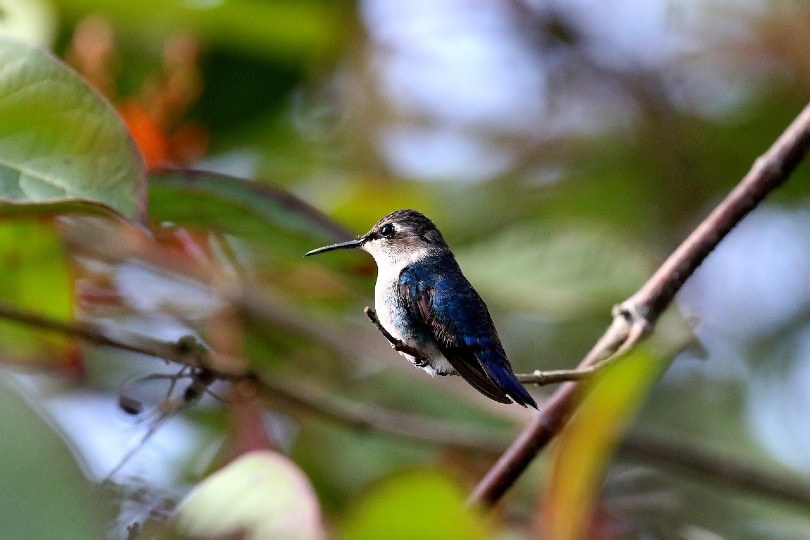 hummingbird sitting on a tree branch