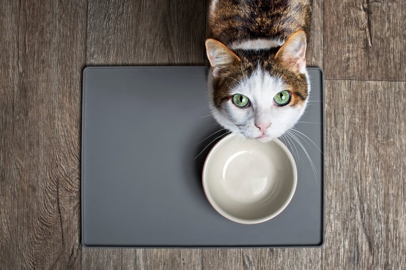 hungry_cat_in_front_of_empty_plate
