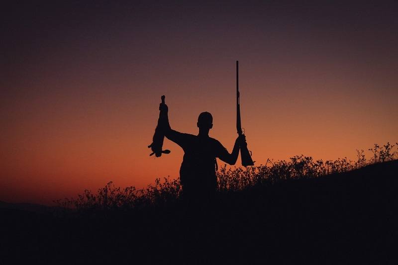 hunting rabbits