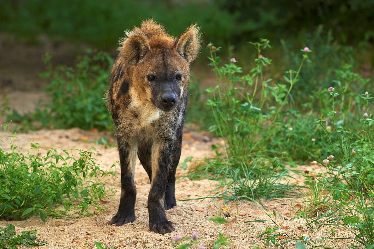 hyena in the wild