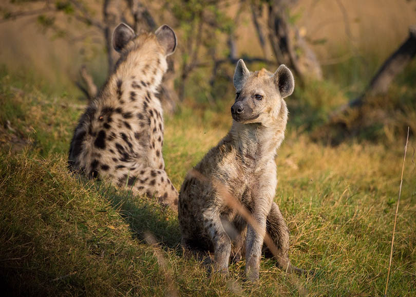 hyenas in the wild