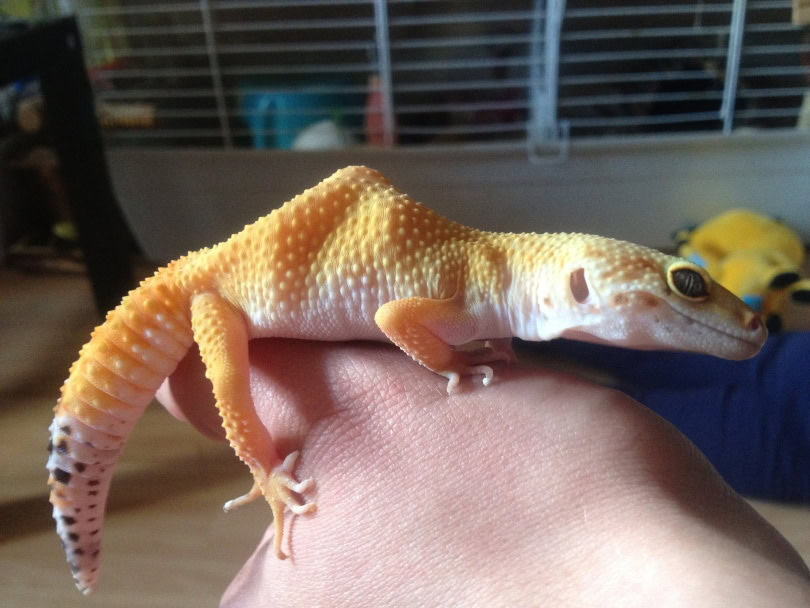 hypo leopard gecko close up