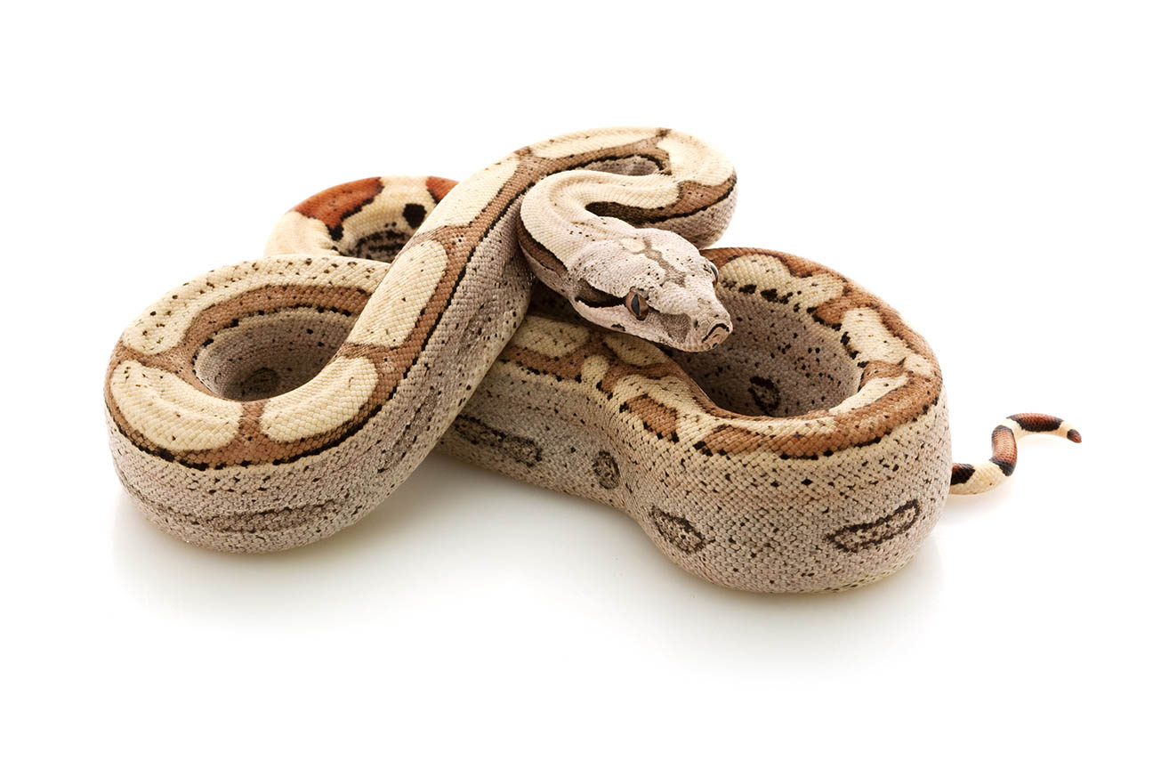 hypo motley boa