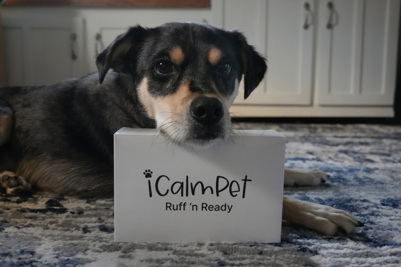 iCalmPet Ruff n' Ready Speaker - elo leaning its head on the box