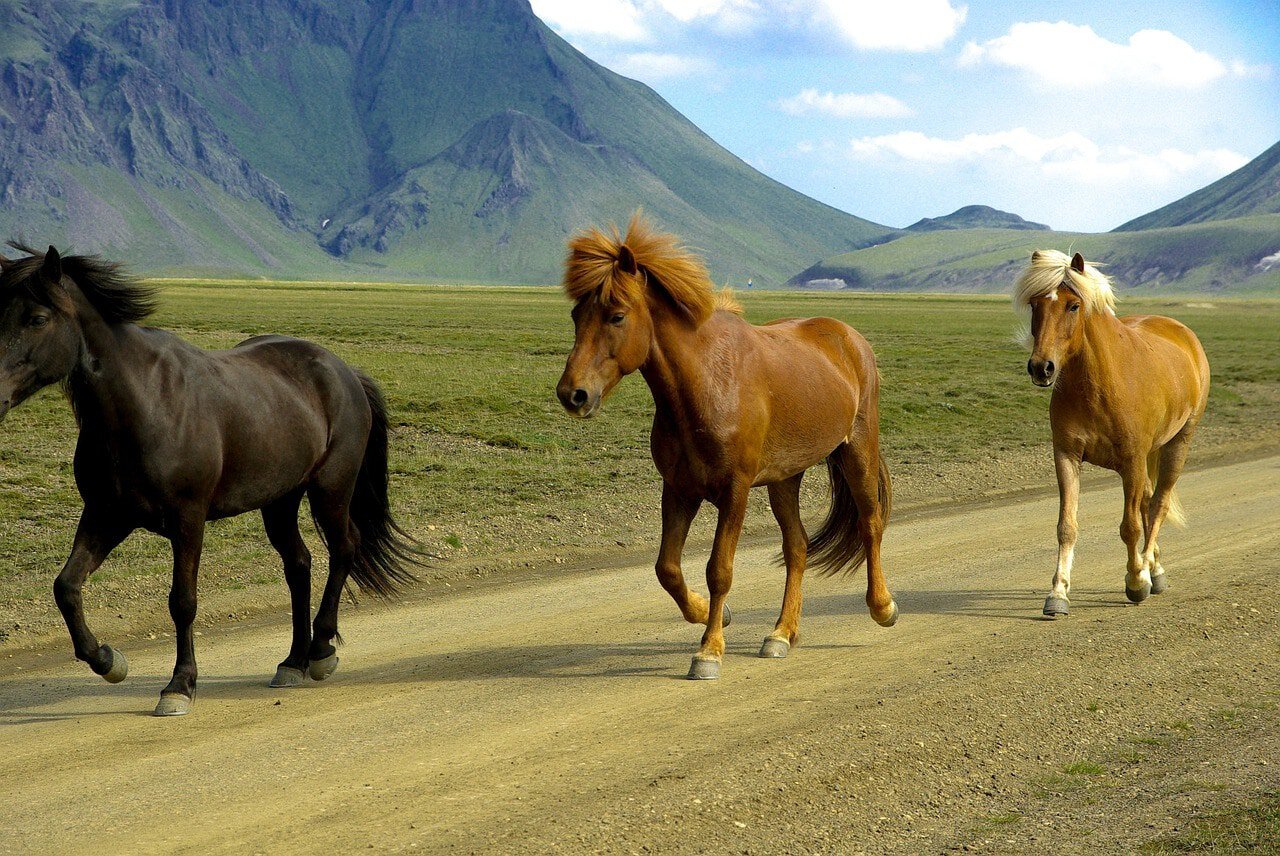 icelandic horses