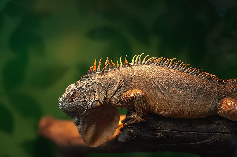 iguana in zoo