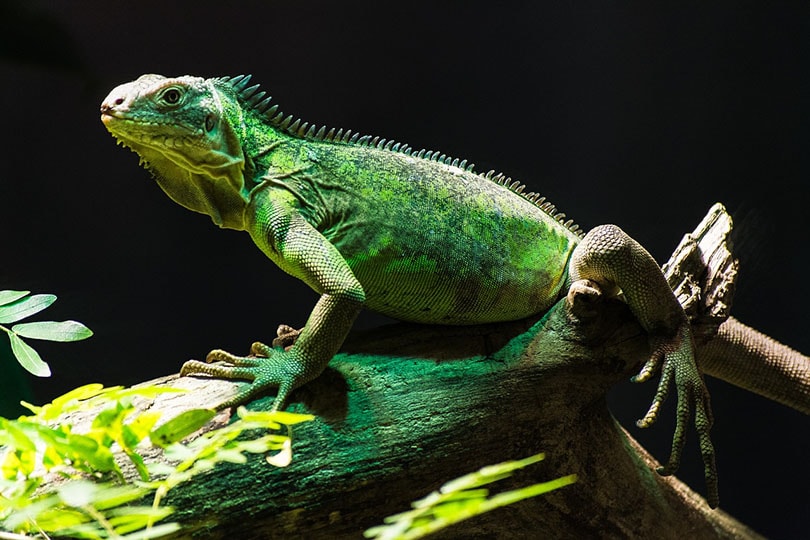 iguana on a tree branch