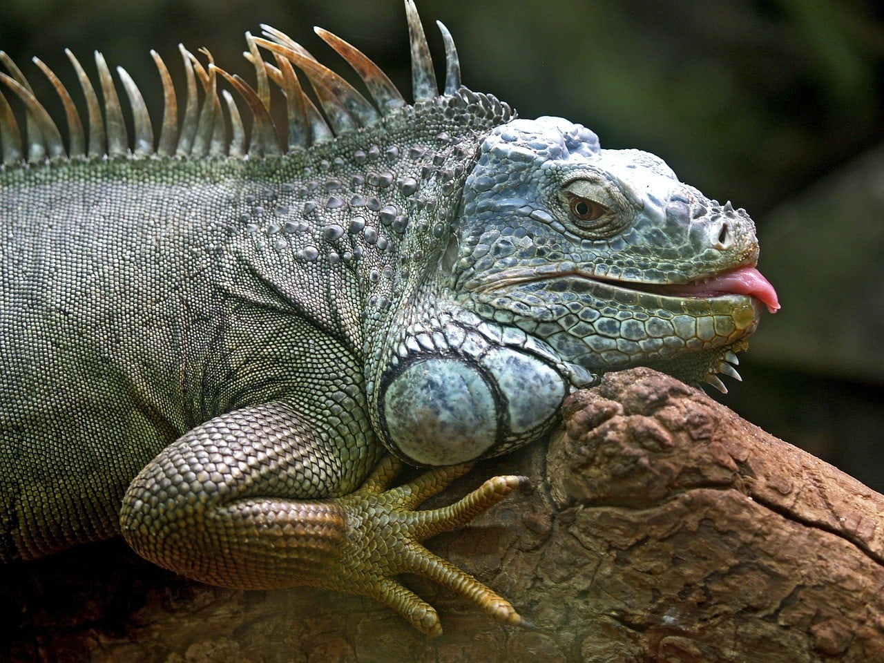 iguana_Pixabay